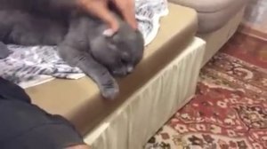 Шотландский кот разговаривает!