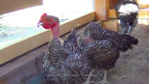 Голошейная порода кур