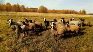 МОЯ МАЛАЯ РОДИНА