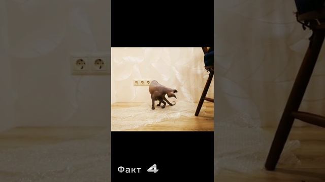 Все любят сфинксов, но а кто их не любит-просто с ними не знаком! 5 ИНТЕРЕСНЫХ ФАКТОВ О СФИНКСАХ!