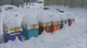 Зимовка пчёл в Сибири на сетчатом дне.