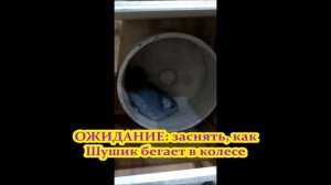 ШИНШИЛЛА - ожидание и реальность / что за зверь такой - ШИНШИЛЛА?