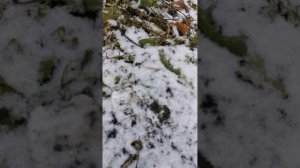 Как защитить сад от грызунов (мышей) зимой