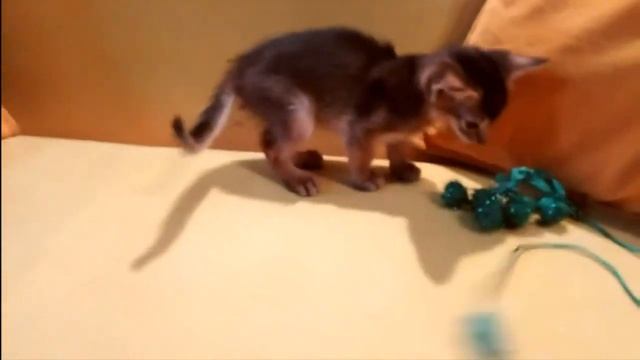 Абиссинский котенок дикого окраса. Питомника абиссинских кошек СПб. : https://abygoldvein.jimdo.com смотреть онлайн