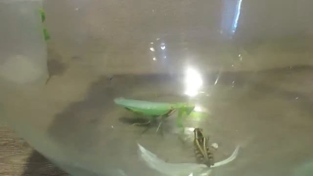 БИТВА МЕЖДУ БОГОМОЛОМ И САРАНЧОЙ||ВЕРСУС!!! смотреть онлайн