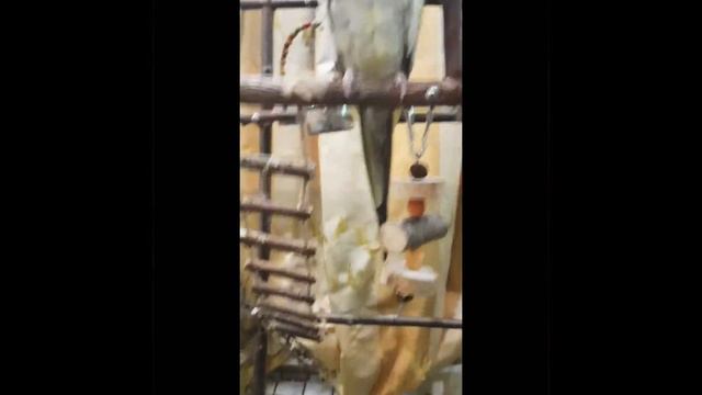 ПОПУГАЙ КОРЕЛЛА И СОЛНЕЧНЫЙ АРАТИНГА играют