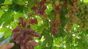 Виноград ДУБОВСКИЙ РОЗОВЫЙ. Лучший из лучших сортов винограда.
