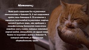 Можно ли кормить кошек рыбой  Важные правила кормления Is it possible to feed cats with fish