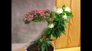Мирт и его лечебные свойства