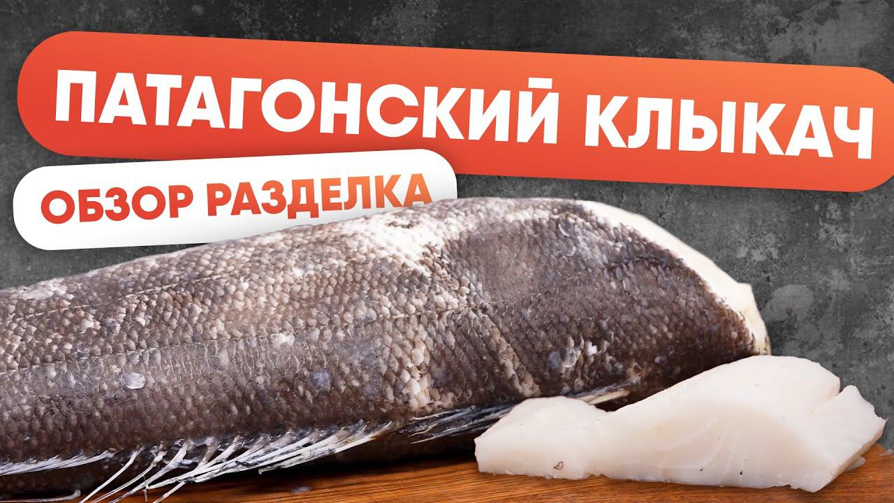 РЫБНЫЙ ОБЗОР. Патагонский клыкач, он же чилийский сибас в народе. Подробная разделка рыбы