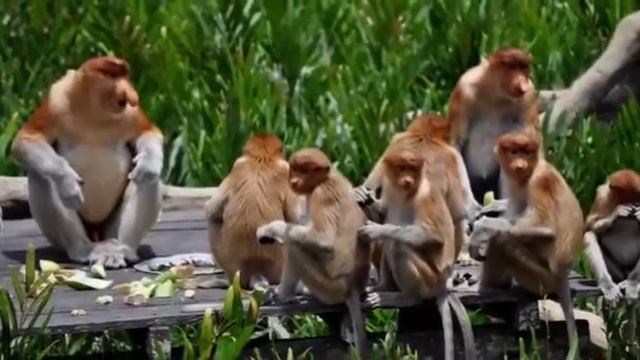 Носач смотреть онлайн