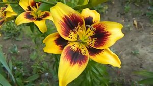 Лилия Пиетон, Азиатский гибрид.