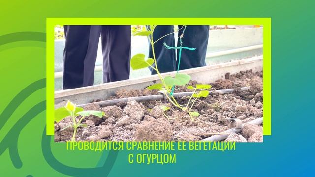 Огурдыня. Проектная работа. смотреть онлайн