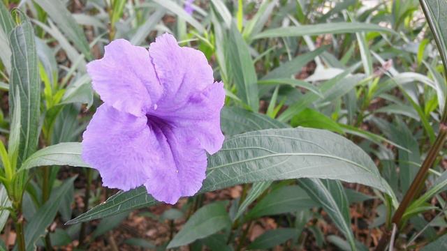 ตอยตงฝรง Toi Ting Fa-rang - Brittons Wild Petunia 24
