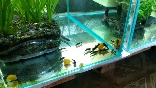 Один из лучших кормов для АНЦИСТРУСОВ и не только.