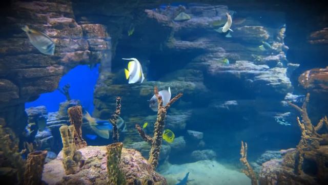 Спокойная музыка для снятия стресса и рыбки в воде. Релакс. Calm musicfish in the waterrelax.