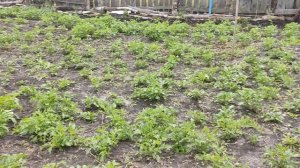 посадили 8 августа картошку 8 сентября она вот такая