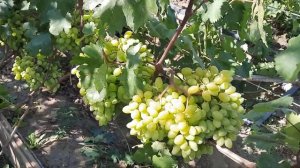 компактная шпалера для винограда в Сибири