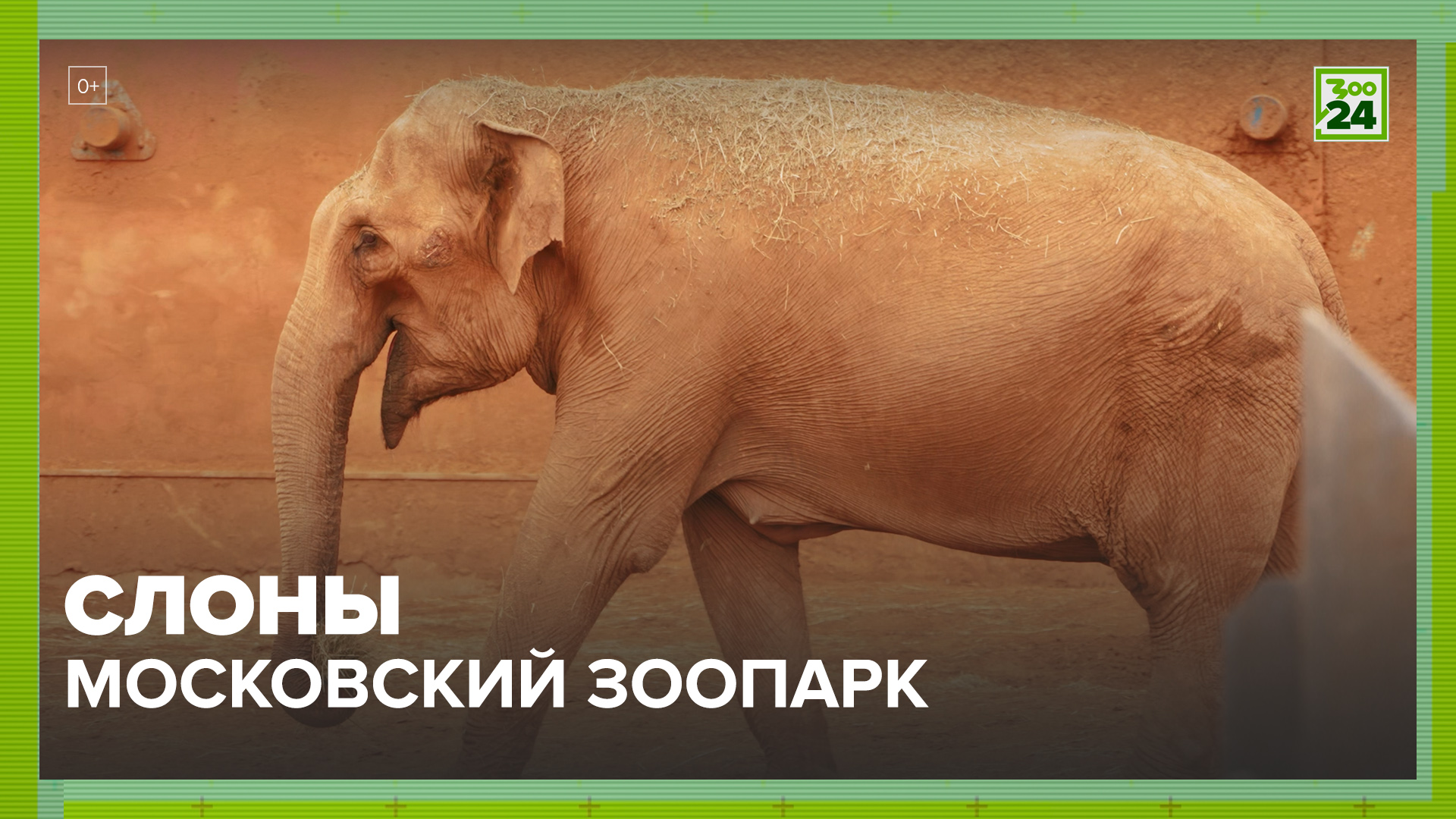 Слоны | Московский зоопарк | ЗОО 24