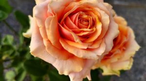 Майра Пич (Mayra's Peach)