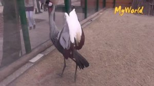 Танец птицы