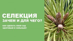 Селекция в декоративном растениеводстве. Какие растения не страшатся погодных невзгод?