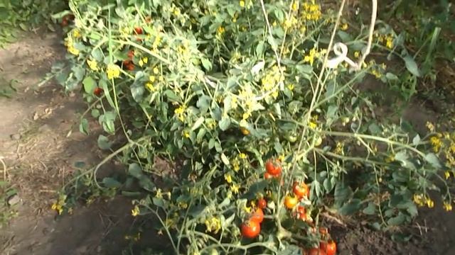 Помидоры Хайнц - Heinz Tomato смотреть онлайн