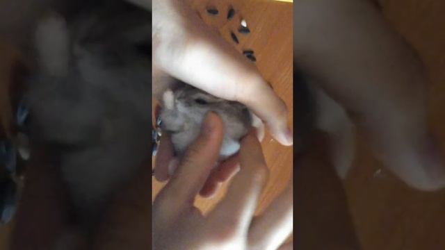 ?????Как правильно проводить ежемесячный осмотр хомяка????? смотреть онлайн