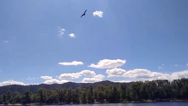 Коршун ловит рыбу смотреть онлайн