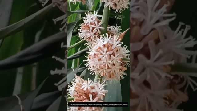 #flowers | Dracaena fragrans |Best fragrance plant