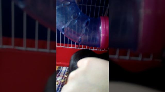 Всё о крысах смотреть онлайн