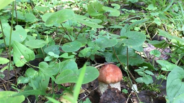 Грибы. 08.08.2019. Калужская область. смотреть онлайн