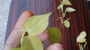 || HOW TO DIFFERENTIATE BETWEEN NEON POTHOS & PHILODENDRON LEMON LIME ||