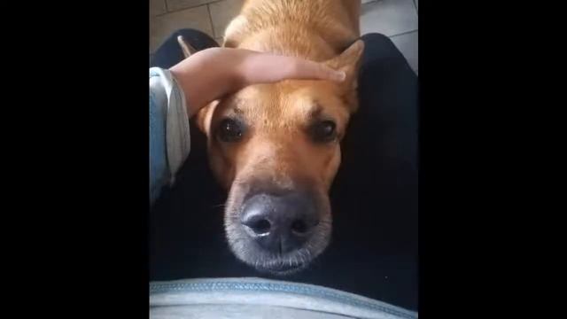 Самые умные и добрые собаки? смотреть онлайн