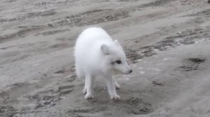 Харасавэй,песцы под ногами....