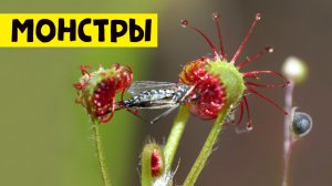 РАСТЕНИЯ ХИЩНИКИ | ВЕНЕРИНА МУХОЛОВКА РОСЯНКА НЕПЕНТЕС САРРАЦЕНИЯ ЖИРЯНКА (обзор растений)