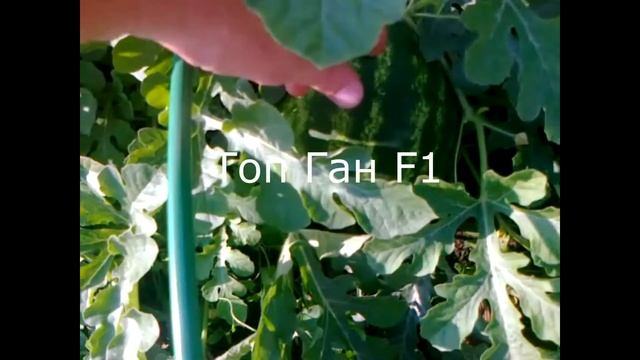 Выращивание арбузов часть2 Кримсон Руби, Пекинская радость, Шуга Деликата, смотреть онлайн