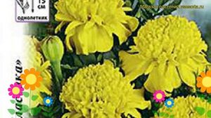 Бархатцы отклоненные Лимонная капля. Краткий обзор, описание характеристик tagetes patula nana