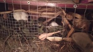 Брачные игры у морских свинок