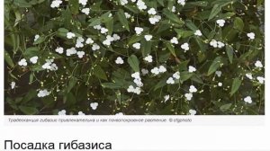 Традесканция гибазис   белая фата для цветников, контейнеров и подоконников