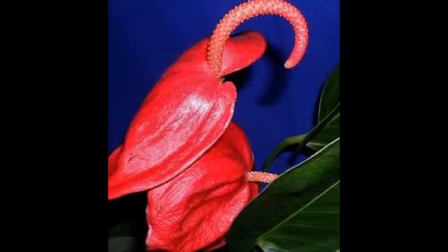 Антуриум: цветок фламинго-Любимые цветы и растения смотреть онлайн