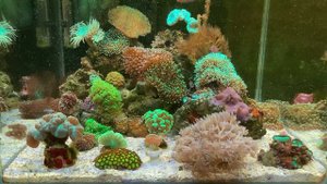 Параметры воды в моем морском аквариуме. Мысли о баллинге.