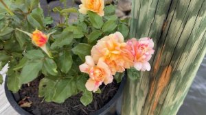 🌹 LA Park Rose | Jackson and Perkins | Striped Rose/ JACark