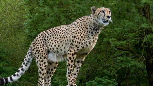 5 УДИВИТЕЛЬНЫХ ФАКТОВ О САМОМ БЫСТРОМ ЖИВОТНОМ В МИРЕ. СКОРОСТЬ. ГЕПАРД. КОШКИ.
