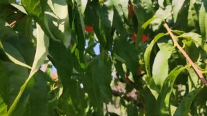 Персик Старк Эрли Гло 2021 persikovod.com