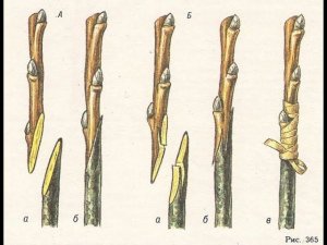 Прививка саженца методом улучшенной копулировки