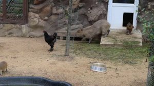 Парк Планета Обезьян ч1 Калуж шоссе 47 км