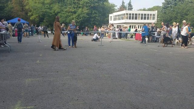 Доберманы CAC КЧФ 09.09.2017 смотреть онлайн