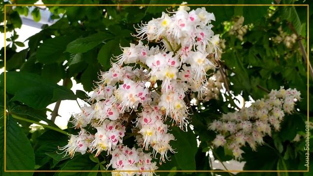 Снова цветут каштаны. Зацвели белым цветом каштаны в моем городе смотреть онлайн