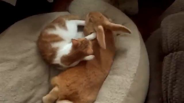 Kitten and Flemish Rabbit Friends Playing смотреть онлайн